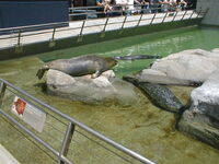 113 - Seals at Aquarium